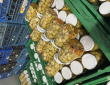 Подорож у світ грибів. Екскурсія 3-Г класу на Fungi Farm