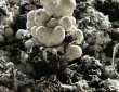 Подорож у світ грибів. Екскурсія 3-Г класу на Fungi Farm