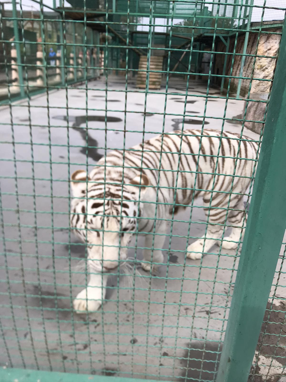 В гостях у тварин зоопарку «Лімпопо»